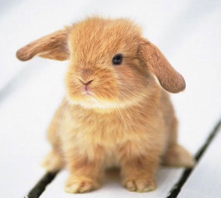 Guarding Bunny